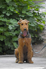 Airedale Terrier dog - puppy 6 month old.