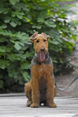 Foto op Aluminium Airedale Terrier dog - puppy 6 month old. © PROMA