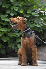 Obraz premium Airedale Terrier dog - puppy 6 month old.