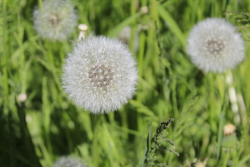 verblüter Löwenzahn 