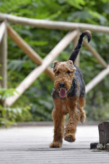 Airedale Terrier dog - puppy 6 month old.