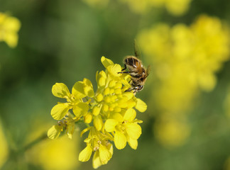Eristalis arbustorum, a European species of hoverfly, collecting nectar from flower