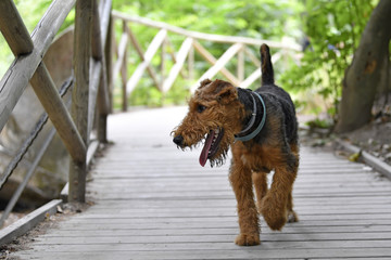 Airedale Terrier dog - puppy 6 month old.