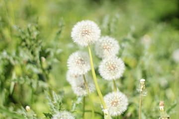 verblüter Löwenzahn 