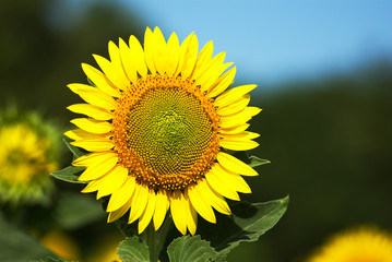 Obraz premium Beautiful sunflower in the field natural background. Sunflower blooming.