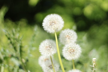 verblüter Löwenzahn 