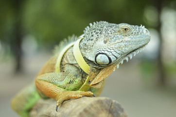 beautiful portrait green iguana in the nature

