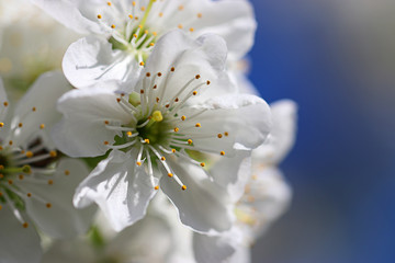 Fototapeta na wymiar cherry blossum