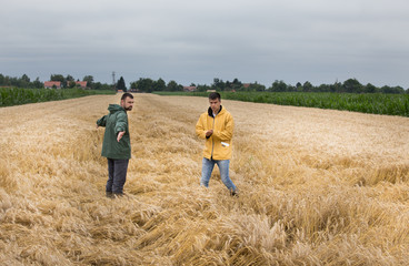 Fototapeta na wymiar Farmers walking in wheat field