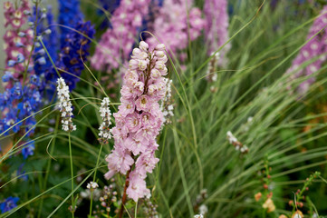 A field of delphinium, lupine, light and dark purple flowers