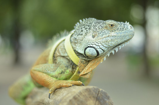 beautiful portrait green iguana in the nature

