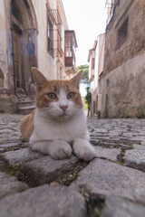 A yellow cat sits in cobblestone in one of  Ayvalik streets
