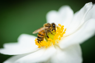 Honey bee ( apis mellifera ) close up  searching for honey on the flower head of a white anemone not affected by the poison imidacloprid - obrazy, fototapety, plakaty