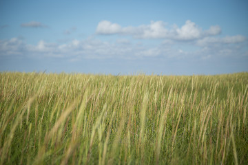 Getreide am Wattenmeer