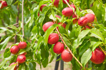 peaches on a branch