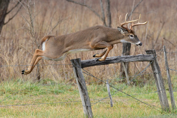 Whitetail Fence jumper in Cades Cove Smoky Mountain National Park, Tennessee