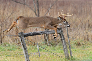 Whitetail jumping fence in rut season Cades Cove Smoky Mountain Tennessee