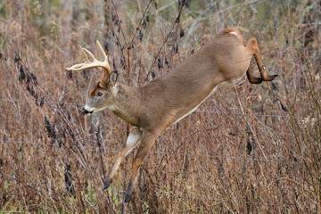 Whitetail Buck jumping over fence in Cades Cove Smoky Mountain National Park, Tennessee