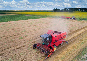 Fototapeta premium Combine harvester working in wheat field