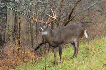 Whitetail in Cades Cove Smoky Mountain Tennessee