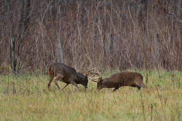 Bucks fighting in Cades Cove Smoky Mountain Tennessee