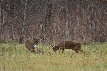 Whitetails charging in Cades Cove Smoky Mountain Tennessee