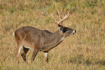 Whitetail Buck in Cades Cove National Park, Smoky Mountain Tennessee