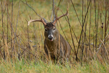 Whitetail Buck in Cades Cove National Park, Smoky Mountains, Tennessee
