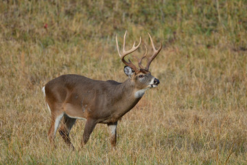 Whitetail Buck in Cades Cove Smoky Mountain National Park, Tennessee