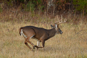 Whitetail Buck running in Field in Cades Cove Smoky Mountain National Park, Tennessee
