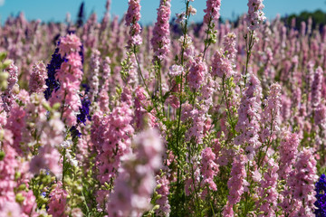 Fototapeta premium beautiful flowers