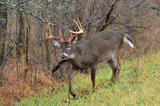 Whitetail buck in Cades COve Smoky Mountain Tennessee © Paul