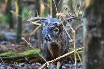 Buck hiding in twigs in Cades Cove Smoky Mountain National Park, Tennessee