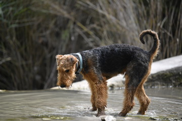 Airedale Terrier dog - puppy 6 month old.