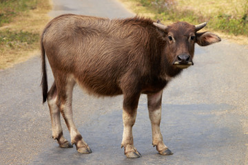 Baby Water Buffalo, standing in road and looking at viewer