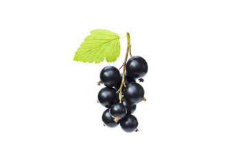 Branch of fresh black currant with green leaf, juicy black currant berries, isolated on the white...