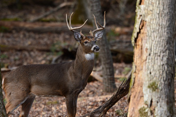 Naklejka na ściany i meble Bucks in Cades Cove Smoky Mountain National Park, Tennessee