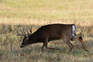 Whitetail Buck in Cades Cove Smoky Mountain National Park, Tennessee