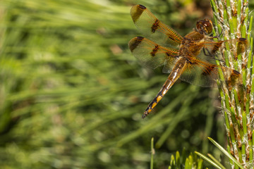 Dragonfly