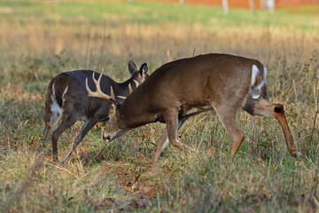 Whitetail rutting Behavior in Cades Cove Smoky Mountain National Park, Tennessee