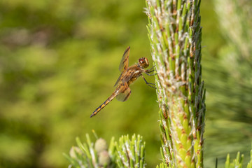Dragonfly