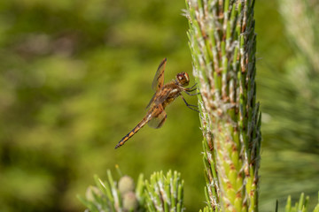 Dragonfly