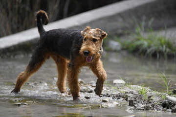 Airedale Terrier dog - puppy 6 month old.