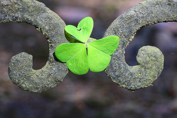 cloverleaf