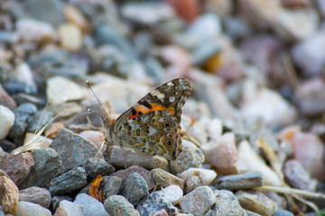 multi eyed butterfly