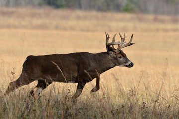 Whitetail Bucks running in Cades Cove Smoky Mountain National Park, Tennesse