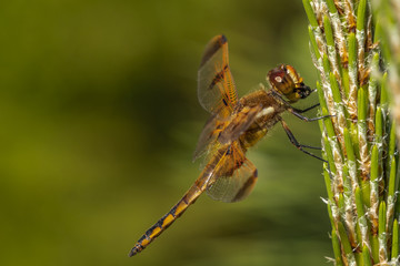 Dragonfly