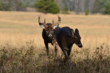 Whitetail rut behavior Cades Cove Smoky Mountain National Park, Tennessee