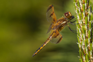 Dragonfly