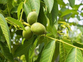 fresh walnuts